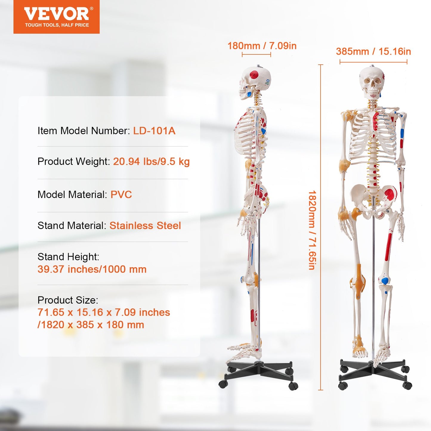 Human Skeleton Model for Anatomy, 71.65" Life Size, Accurate PVC Anatomy Skeleton Model with Ligaments, Movable Arms, Legs & Jaw, with Muscle Origin & Insertion Points, for Professional Teaching