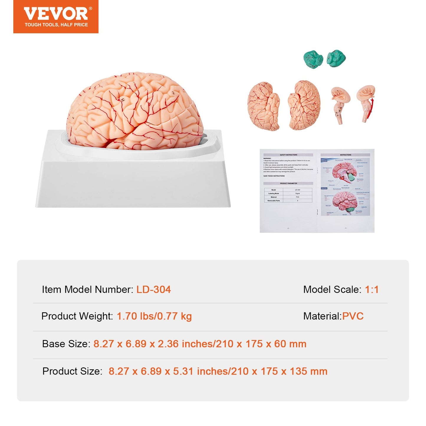 Human Brain Model Anatomy, 1:1 Life-Size 9-Part Human Brain Anatomical Model with Labels & Display Base, Detachable Brain Model for Science Research Teaching Learning Classroom Study Display