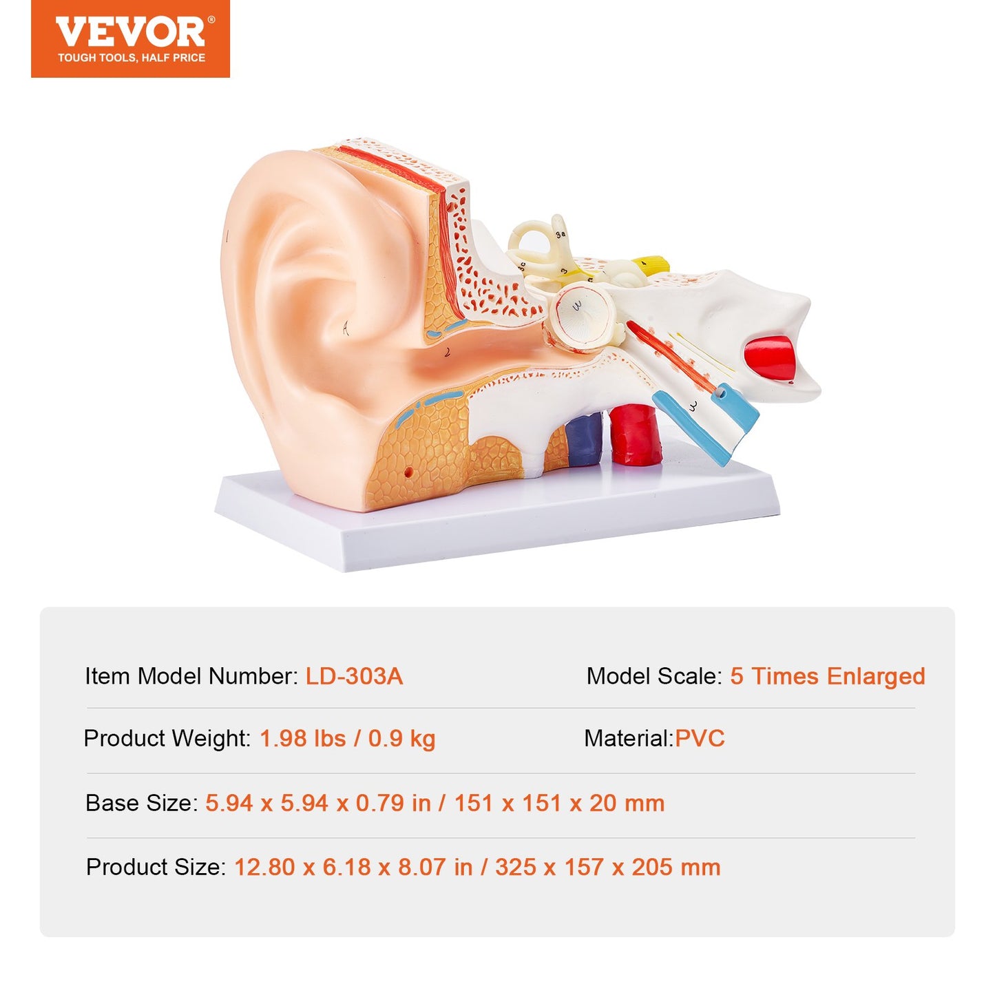 Human Ear Anatomy Model, 3 Parts 5 Times Enlarged Human Ear Model Displaying Outer, Middle, Inner Ear with Base, Professional PVC Anatomical Ear Model for Education Physiology Study Teaching