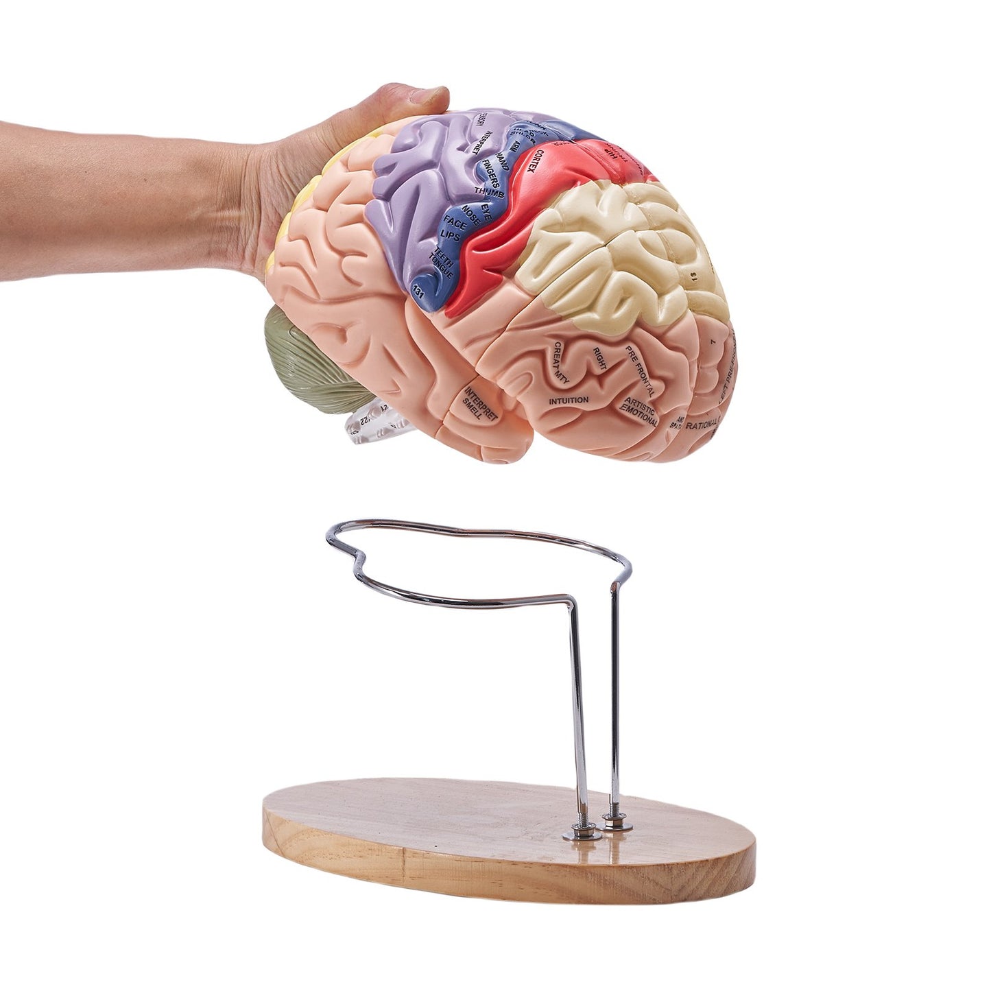 Human Brain Model Anatomy, 2X Life Size 4-Piece Human Brain Anatomical Model with Labels and Display Base, Color Coded Detachable Brain Model for Science Research Teaching Learning Study Display