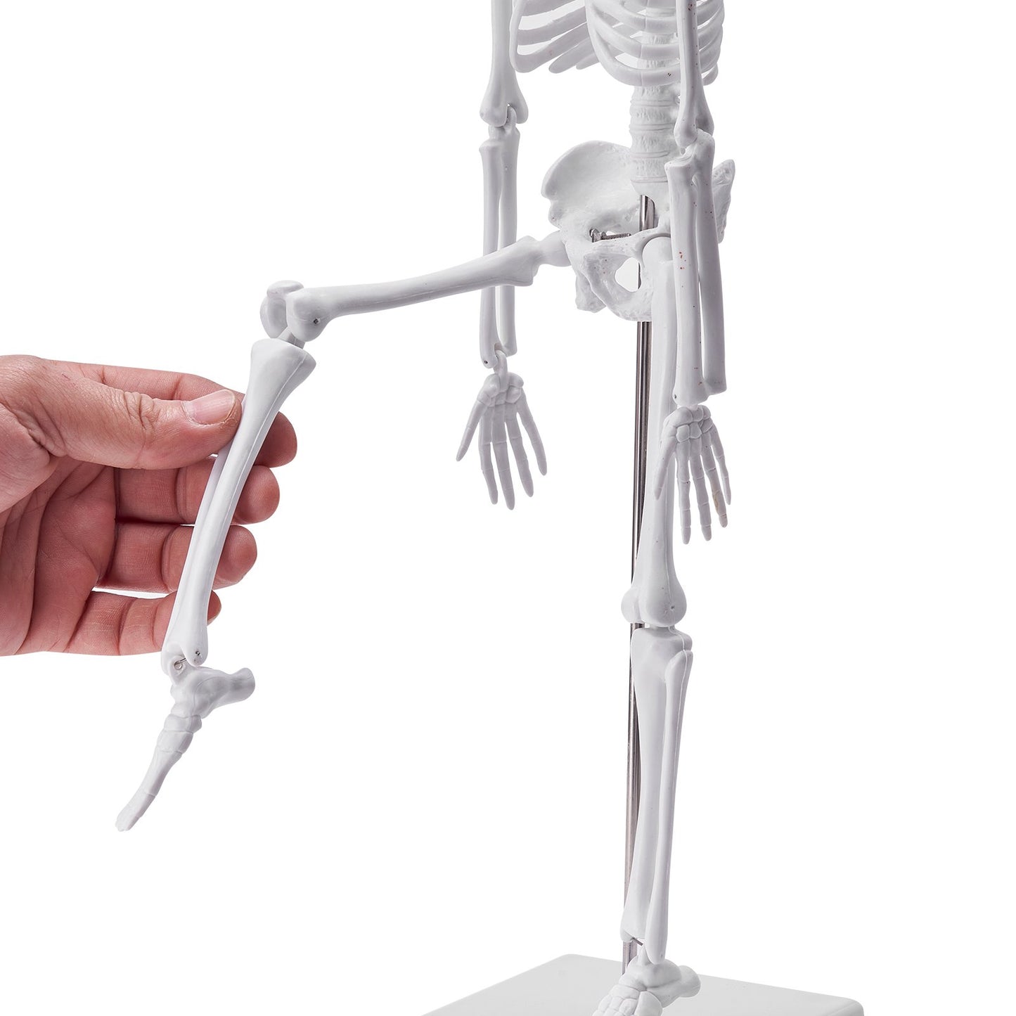 Human Anatomy Models Bundle Set, Brain, Human Torso Body, Heart, Skeleton Model Set of 4, Hands-on 3D Model Study Tools Teaching Models for Physiology Students or as an Educational Kit for Kids