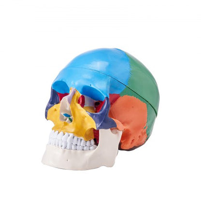 Human Skull Model, 3 Parts Human Skull Anatomy, Life-Size Painted Anatomy Skull Model, PVC Anatomical Skull, Detachable Learning Skull Model, for Professional Teaching, Researching and Learning
