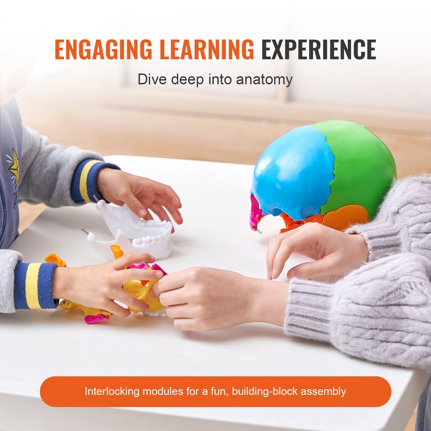 Human Skull Model, 22 Parts Human Skull Anatomy, Life-Size Painted Anatomy Skull Model, PVC Anatomical Skull, Detachable Learning Skull Model, for Professional Teaching, Researching and Learning