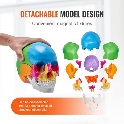 Human Skull Model, 22 Parts Human Skull Anatomy, Life-Size Painted Anatomy Skull Model, PVC Anatomical Skull, Detachable Learning Skull Model, for Professional Teaching, Researching and Learning