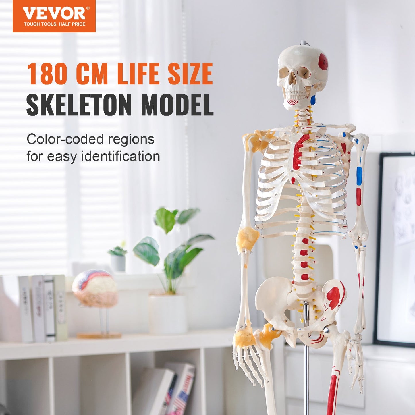 Human Skeleton Model for Anatomy, 71.65" Life Size, Accurate PVC Anatomical Skeleton Model with Ligaments, Movable Arms, Legs and Jaw, with Muscle Origins and Insertion Points, for Professional Teaching
