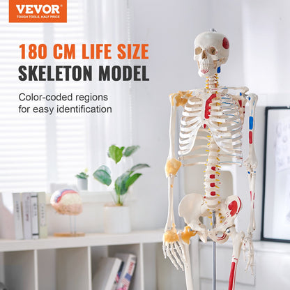 Human Skeleton Model for Anatomy, 71.65" Life Size, Accurate PVC Anatomical Skeleton Model with Ligaments, Movable Arms, Legs and Jaw, with Muscle Origins and Insertion Points, for Professional Teaching