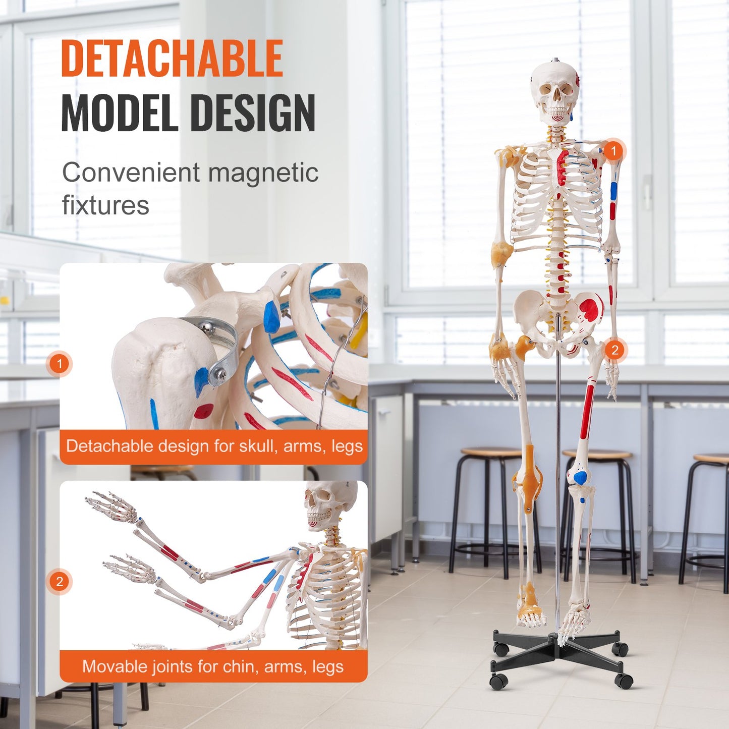 Human Skeleton Model for Anatomy, 71.65" Life Size, Accurate PVC Anatomical Skeleton Model with Ligaments, Movable Arms, Legs and Jaw, with Muscle Origins and Insertion Points, for Professional Teaching