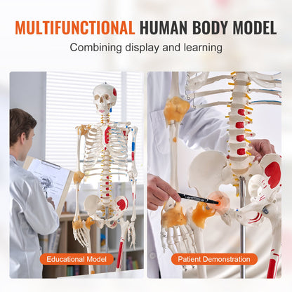 Human Skeleton Model for Anatomy, 71.65" Life Size, Accurate PVC Anatomical Skeleton Model with Ligaments, Movable Arms, Legs and Jaw, with Muscle Origins and Insertion Points, for Professional Teaching