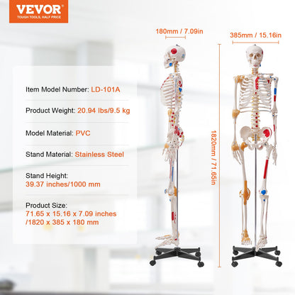 Human Skeleton Model for Anatomy, 71.65" Life Size, Accurate PVC Anatomy Skeleton Model with Ligaments, Movable Arms, Legs & Jaw, with Muscle Origin & Insertion Points, for Professional Teaching