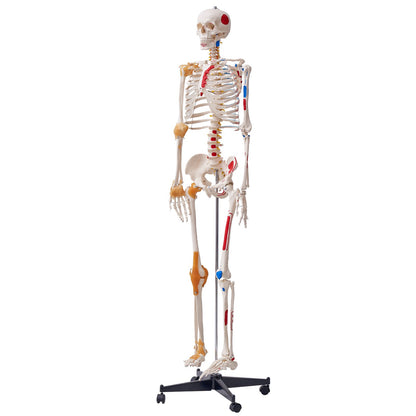 Human Skeleton Model for Anatomy, 71.65" Life Size, Accurate PVC Anatomical Skeleton Model with Ligaments, Movable Arms, Legs and Jaw, with Muscle Origins and Insertion Points, for Professional Teaching