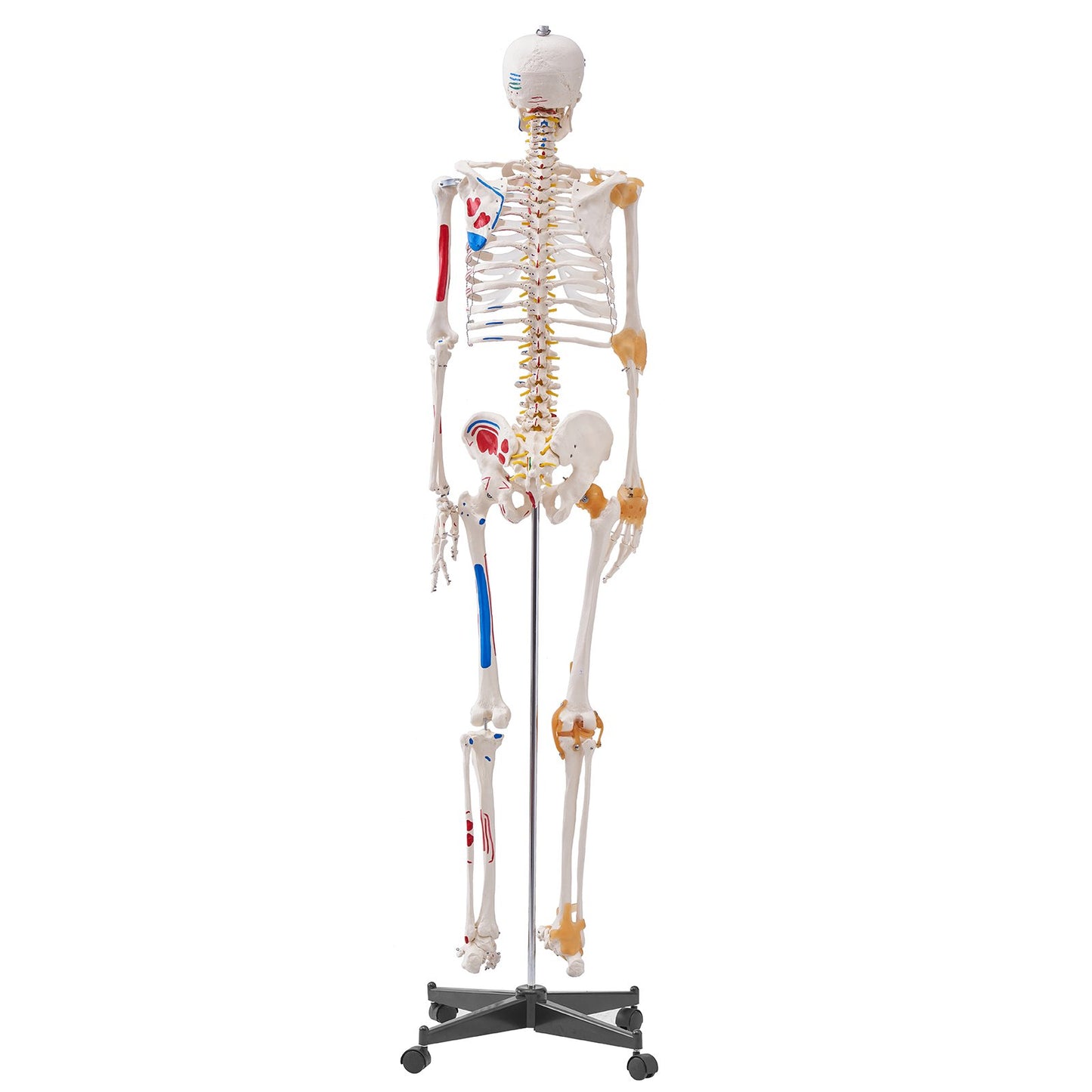 Human Skeleton Model for Anatomy, 71.65" Life Size, Accurate PVC Anatomical Skeleton Model with Ligaments, Movable Arms, Legs and Jaw, with Muscle Origins and Insertion Points, for Professional Teaching
