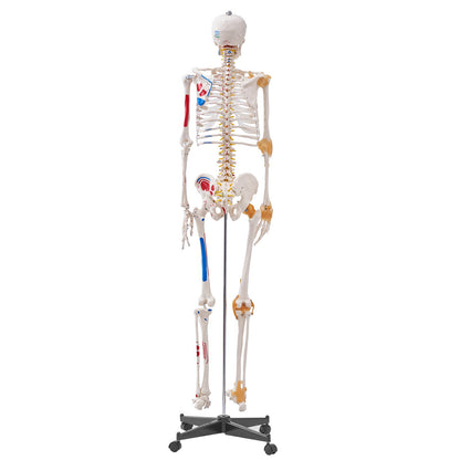 Human Skeleton Model for Anatomy, 71.65" Life Size, Accurate PVC Anatomical Skeleton Model with Ligaments, Movable Arms, Legs and Jaw, with Muscle Origins and Insertion Points, for Professional Teaching
