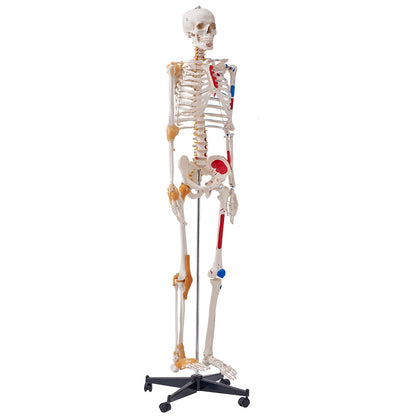 Human Skeleton Model for Anatomy, 71.65" Life Size, Accurate PVC Anatomical Skeleton Model with Ligaments, Movable Arms, Legs and Jaw, with Muscle Origins and Insertion Points, for Professional Teaching