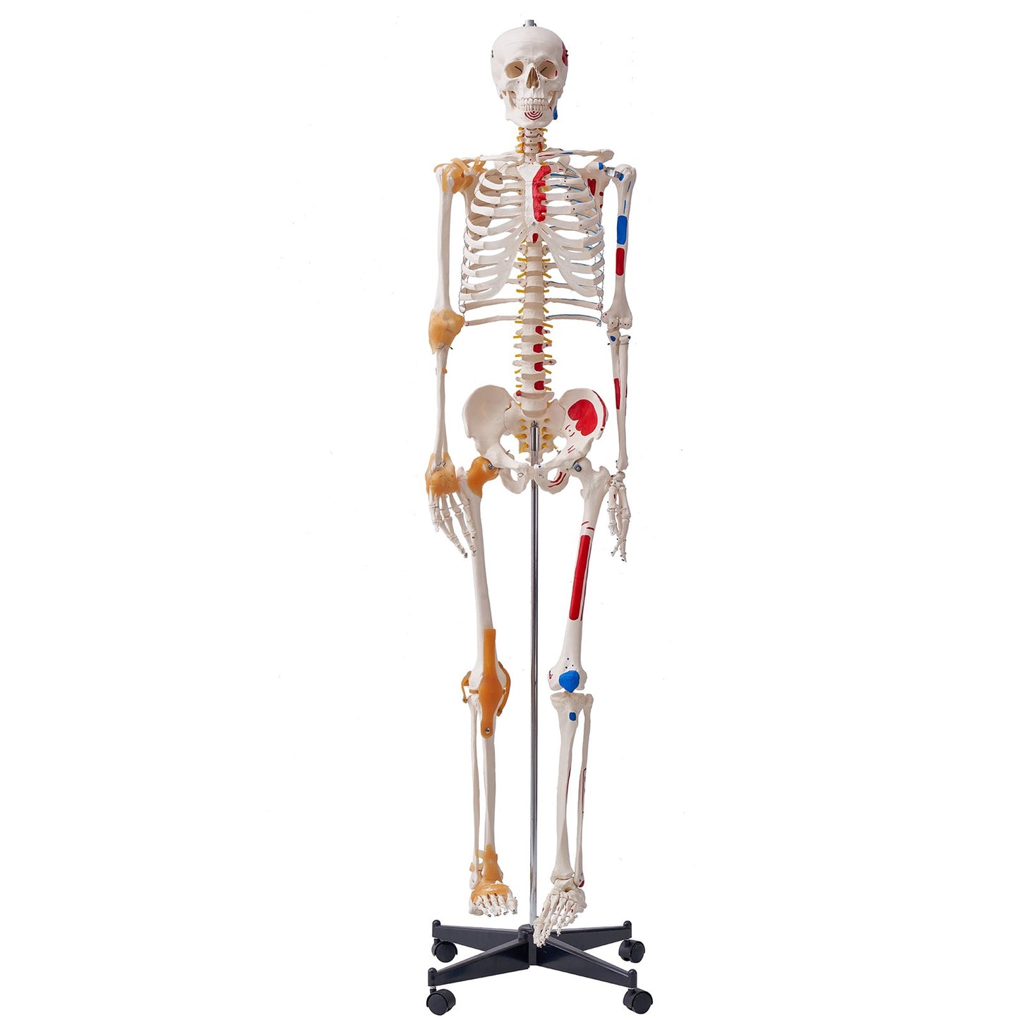 Human Skeleton Model for Anatomy, 71.65" Life Size, Accurate PVC Anatomical Skeleton Model with Ligaments, Movable Arms, Legs and Jaw, with Muscle Origins and Insertion Points, for Professional Teaching