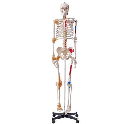 Human Skeleton Model for Anatomy, 71.65" Life Size, Accurate PVC Anatomical Skeleton Model with Ligaments, Movable Arms, Legs and Jaw, with Muscle Origins and Insertion Points, for Professional Teaching