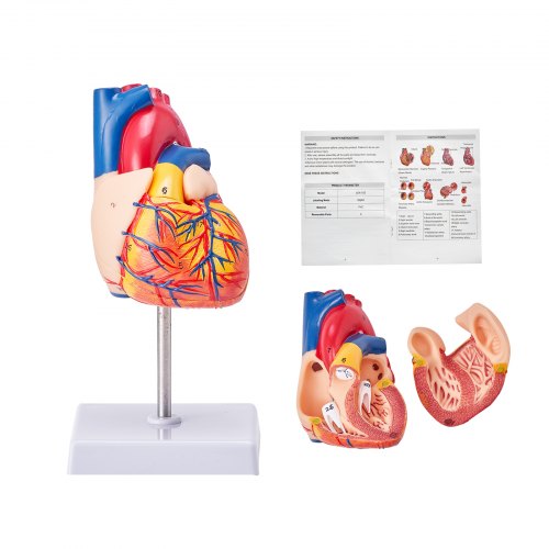 Human Heart Model, 2-Part 1:1 Life Size, Anatomically Accurate Numbered Anatomical Heart Model with Anatomically Correct Structures, Magnetic Design, Held Together on Display Base for Learning