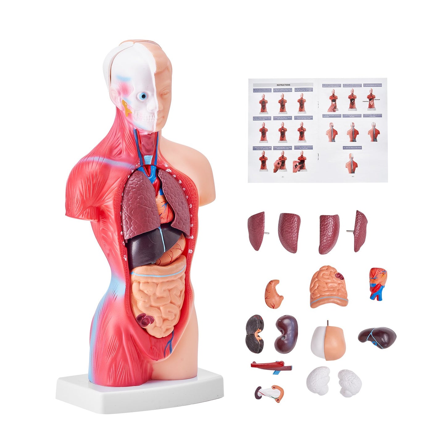 Human Body Model, 15 Parts 11 Inch, Human Torso Anatomy Model Anatomical Skeleton Model with Removable Organs, Educational Teaching Tool for Students Science Learning School Education Display