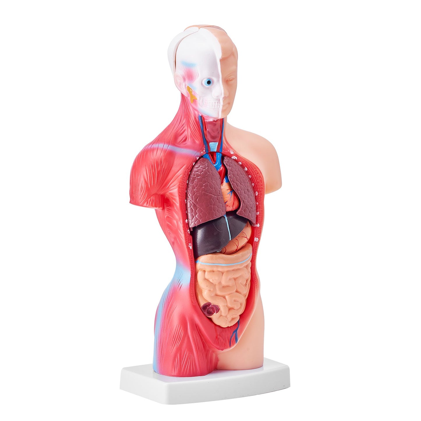Human Body Model, 15 Parts 11 Inch, Human Torso Anatomy Model Anatomical Skeleton Model with Removable Organs, Educational Teaching Tool for Students Science Learning School Education Display