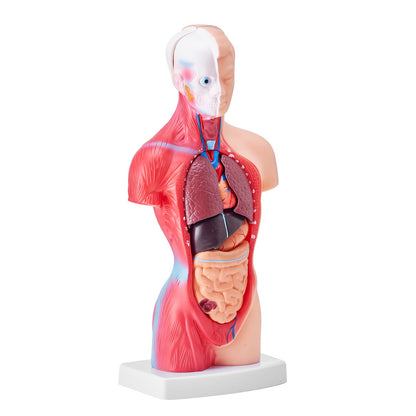 Human Body Model, 15 Parts 11 Inch, Human Torso Anatomy Model Anatomical Skeleton Model with Removable Organs, Educational Teaching Tool for Students Science Learning School Education Display