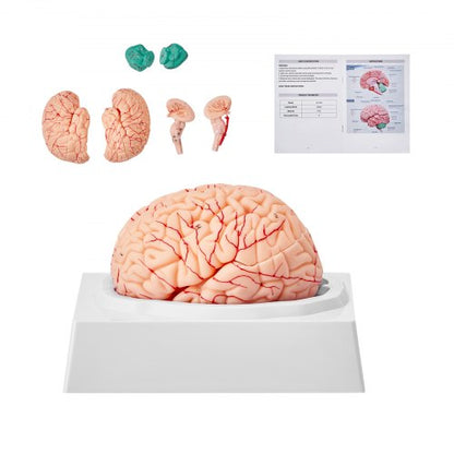 Human Brain Model Anatomy, 1:1 Life-Size 9-Part Human Brain Anatomical Model with Labels & Display Base, Detachable Brain Model for Science Research Teaching Learning Classroom Study Display