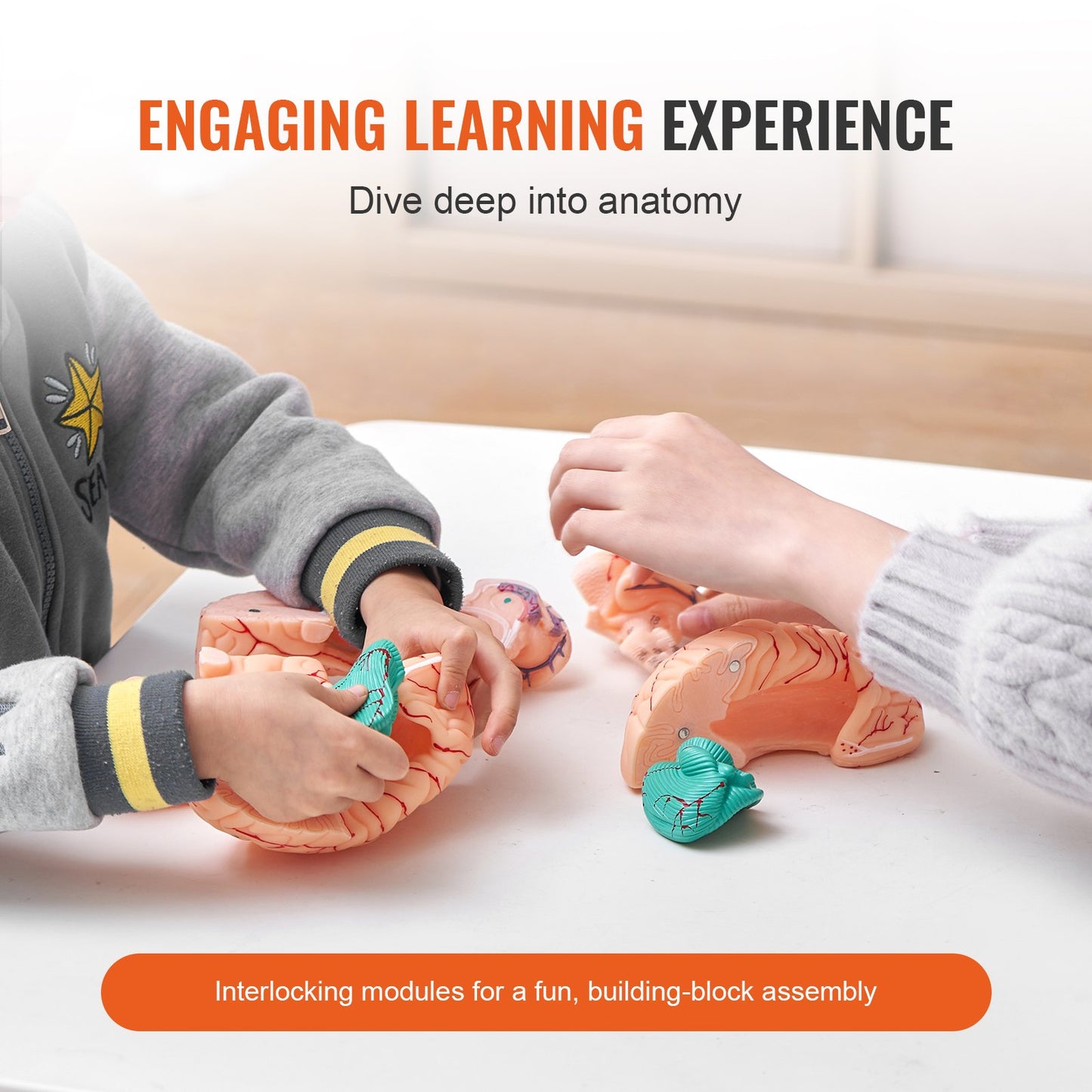 Human Brain Model Anatomy, 1:1 Life-Size 9-Part Human Brain Anatomical Model with Labels & Display Base, Detachable Brain Model for Science Research Teaching Learning Classroom Study Display