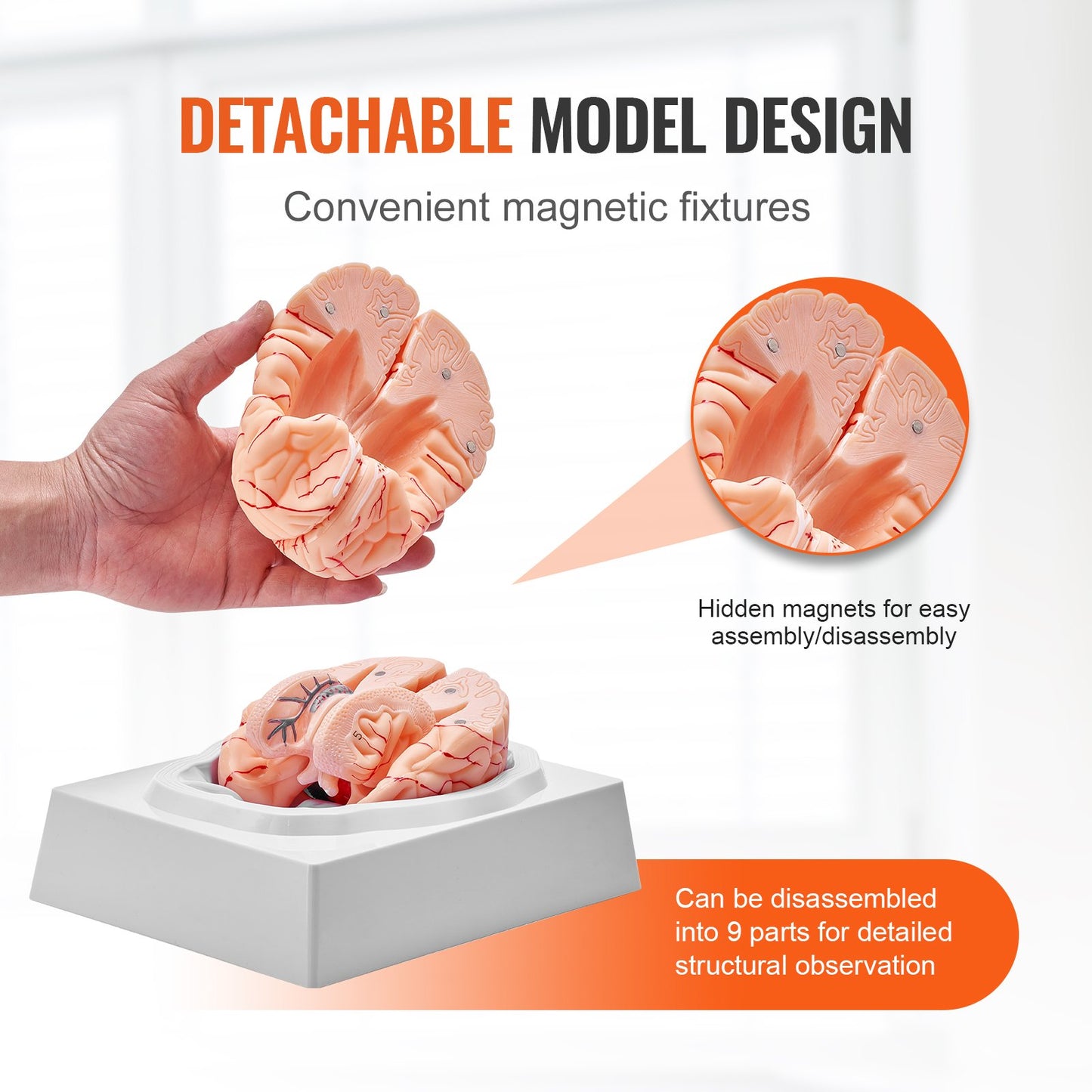 Human Brain Model Anatomy, 1:1 Life-Size 9-Part Human Brain Anatomical Model with Labels & Display Base, Detachable Brain Model for Science Research Teaching Learning Classroom Study Display