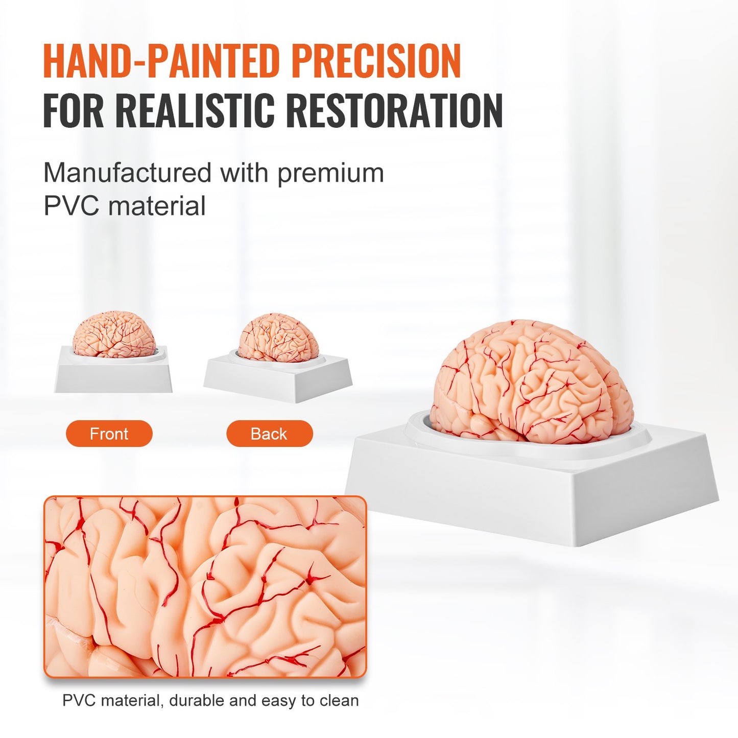 Human Brain Model Anatomy, 1:1 Life-Size 9-Part Human Brain Anatomical Model with Labels & Display Base, Detachable Brain Model for Science Research Teaching Learning Classroom Study Display