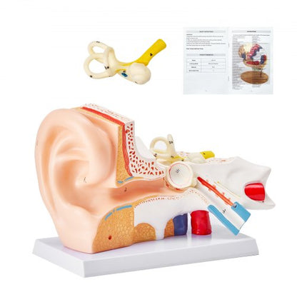 Human Ear Anatomy Model, 3 Parts 5 Times Enlarged Human Ear Model Displaying Outer, Middle, Inner Ear with Base, Professional PVC Anatomical Ear Model for Education Physiology Study Teaching