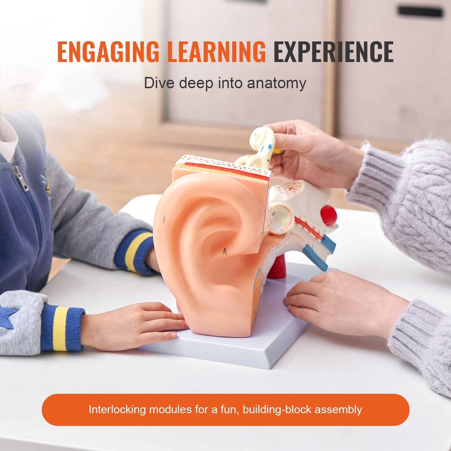 Human Ear Anatomy Model, 3 Parts 5 Times Enlarged Human Ear Model Displaying Outer, Middle, Inner Ear with Base, Professional PVC Anatomical Ear Model for Education Physiology Study Teaching