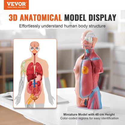 Human Body Model, 23 Parts 18 Inch, Human Torso Anatomy Model Unisex Anatomical Skeleton Model with Removable Organs, Educational Teaching Aid for Students Science Learning Education Display
