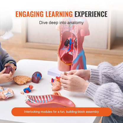 Human Body Model, 23 Parts 18 Inch, Human Torso Anatomy Model Unisex Anatomical Skeleton Model with Removable Organs, Educational Teaching Aid for Students Science Learning Education Display