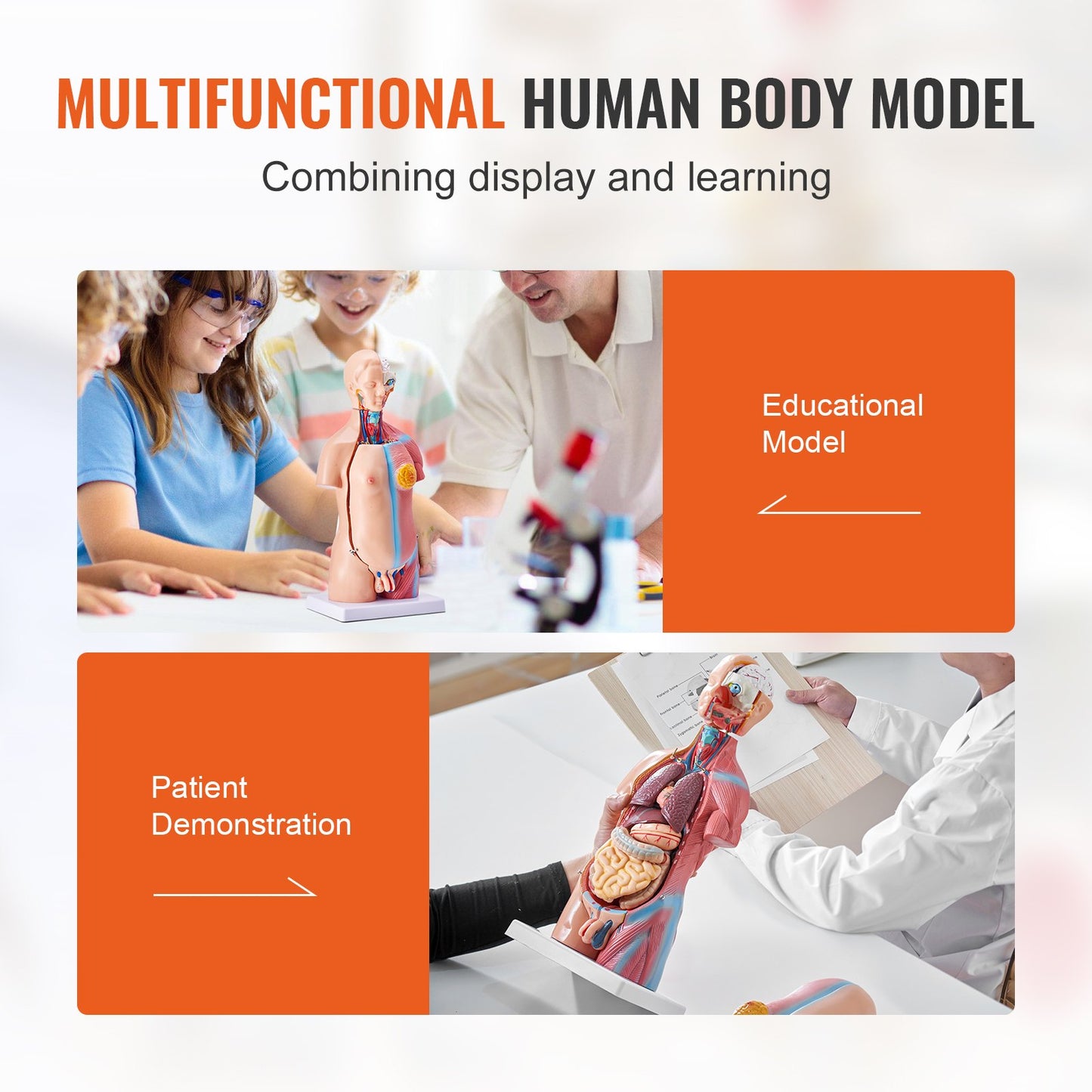 Human Body Model, 23 Parts 18 Inch, Human Torso Anatomy Model Unisex Anatomical Skeleton Model with Removable Organs, Educational Teaching Aid for Students Science Learning Education Display