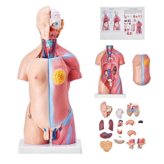 Human Body Model, 23 Parts 18 Inch, Human Torso Anatomy Model Unisex Anatomical Skeleton Model with Removable Organs, Educational Teaching Aid for Students Science Learning Education Display