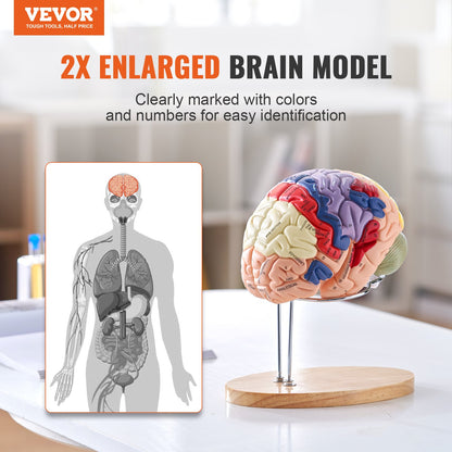 Human Brain Model Anatomy, 2X Life Size 4-Piece Human Brain Anatomical Model with Labels and Display Base, Color Coded Detachable Brain Model for Science Research Teaching Learning Study Display