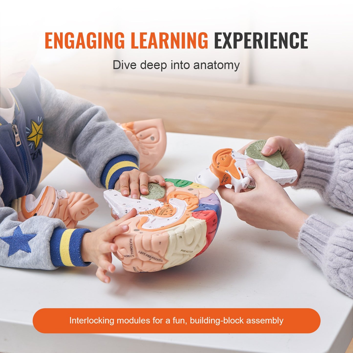 Human Brain Model Anatomy, 2X Life Size 4-Piece Human Brain Anatomical Model with Labels and Display Base, Color Coded Detachable Brain Model for Science Research Teaching Learning Study Display