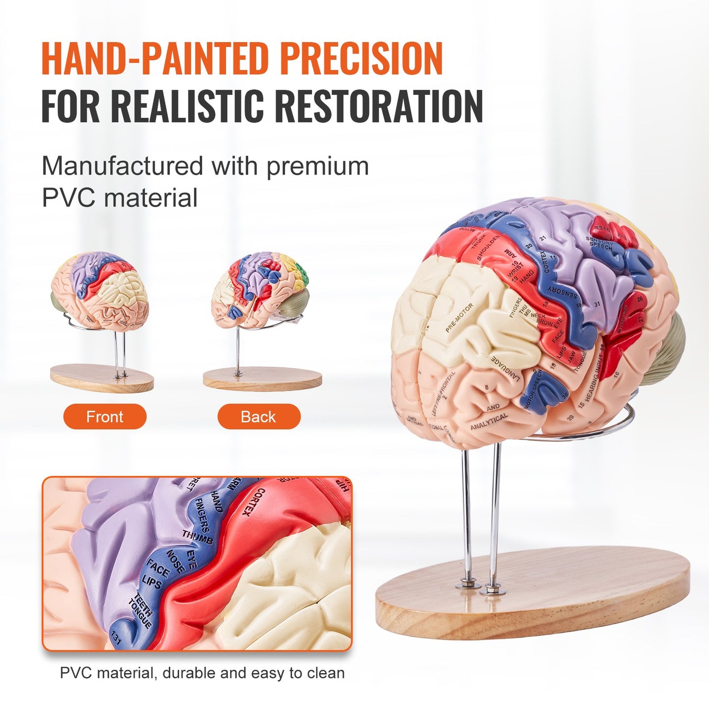 Human Brain Model Anatomy, 2X Life Size 4-Piece Human Brain Anatomical Model with Labels and Display Base, Color Coded Detachable Brain Model for Science Research Teaching Learning Study Display