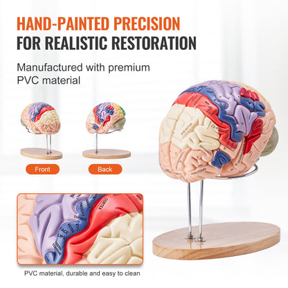 Human Brain Model Anatomy, 2X Life Size 4-Piece Human Brain Anatomical Model with Labels and Display Base, Color Coded Detachable Brain Model for Science Research Teaching Learning Study Display