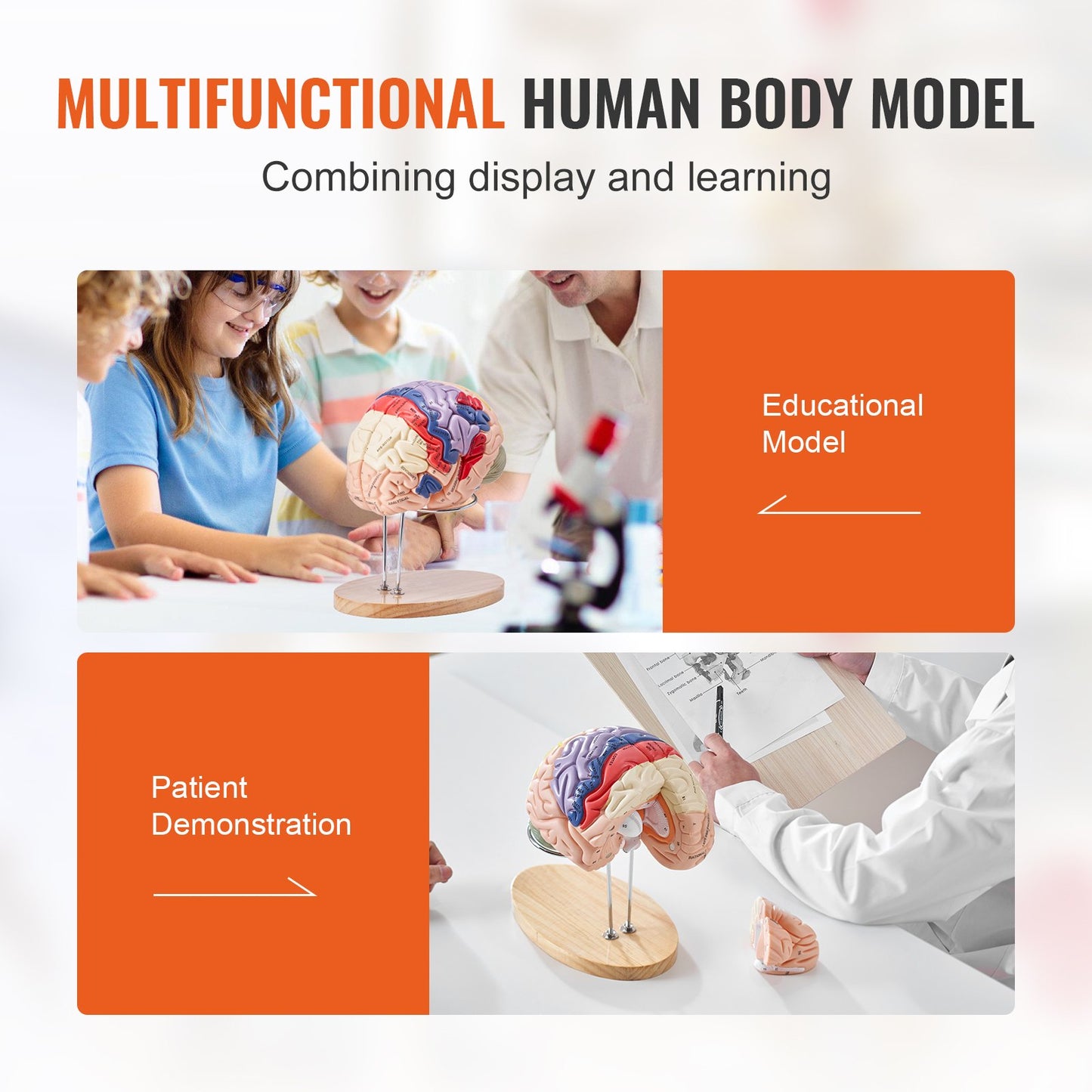 Human Brain Model Anatomy, 2X Life Size 4-Piece Human Brain Anatomical Model with Labels and Display Base, Color Coded Detachable Brain Model for Science Research Teaching Learning Study Display