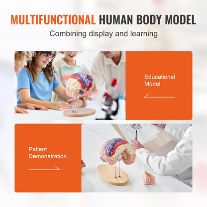Human Brain Model Anatomy, 2X Life Size 4-Piece Human Brain Anatomical Model with Labels and Display Base, Color Coded Detachable Brain Model for Science Research Teaching Learning Study Display