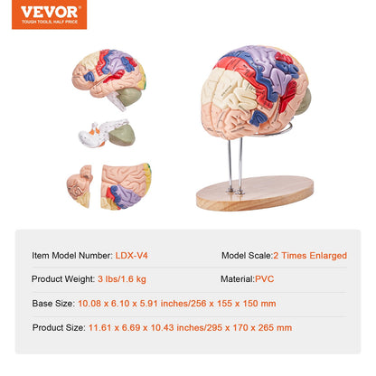 Human Brain Model Anatomy, 2X Life Size 4-Piece Human Brain Anatomical Model with Labels and Display Base, Color Coded Detachable Brain Model for Science Research Teaching Learning Study Display