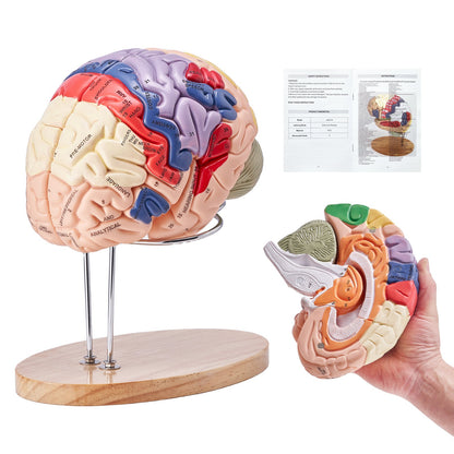 Human Brain Model Anatomy, 2X Life Size 4-Piece Human Brain Anatomical Model with Labels and Display Base, Color Coded Detachable Brain Model for Science Research Teaching Learning Study Display