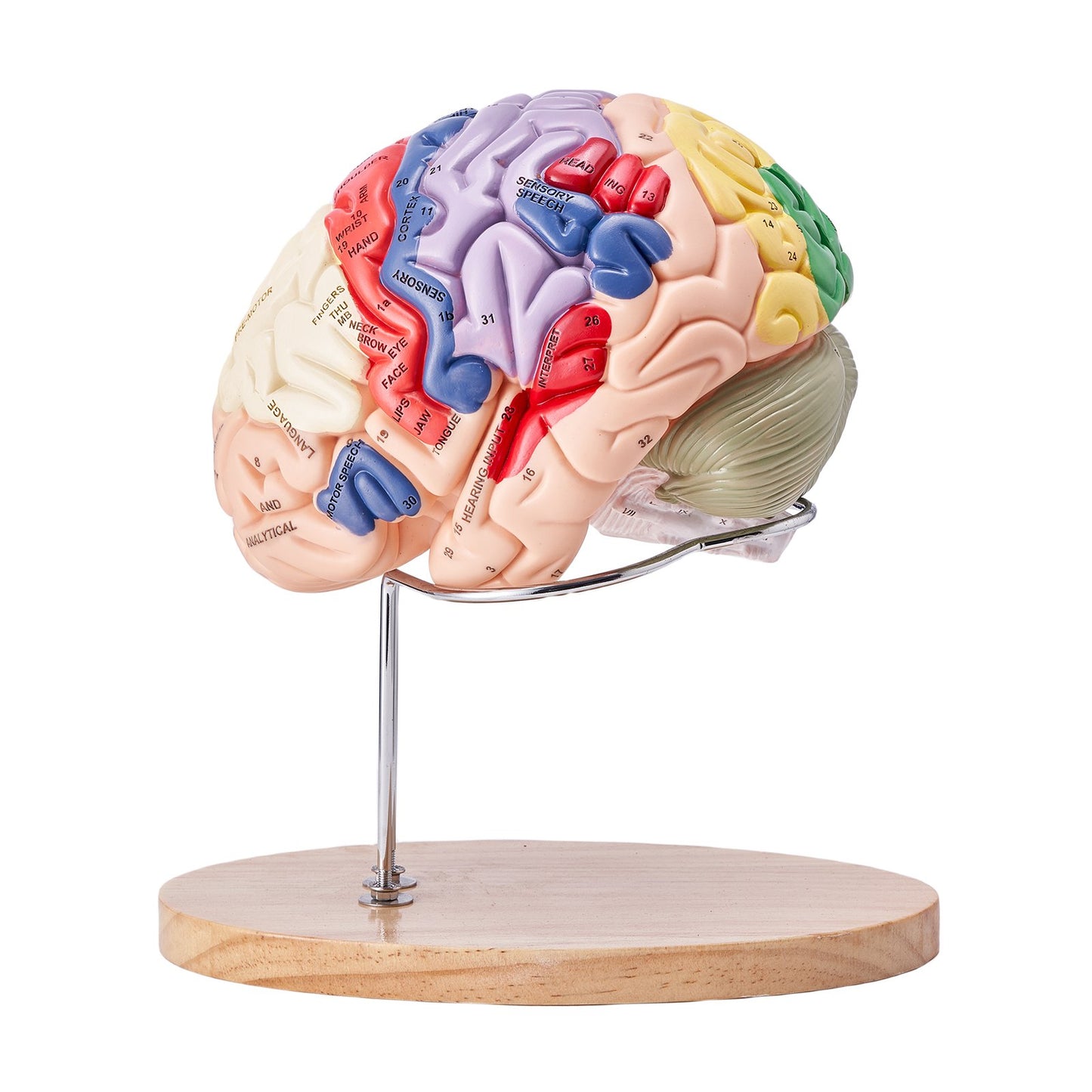 Human Brain Model Anatomy, 2X Life Size 4-Piece Human Brain Anatomical Model with Labels and Display Base, Color Coded Detachable Brain Model for Science Research Teaching Learning Study Display