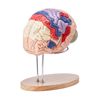 Human Brain Model Anatomy, 2X Life Size 4-Piece Human Brain Anatomical Model with Labels and Display Base, Color Coded Detachable Brain Model for Science Research Teaching Learning Study Display