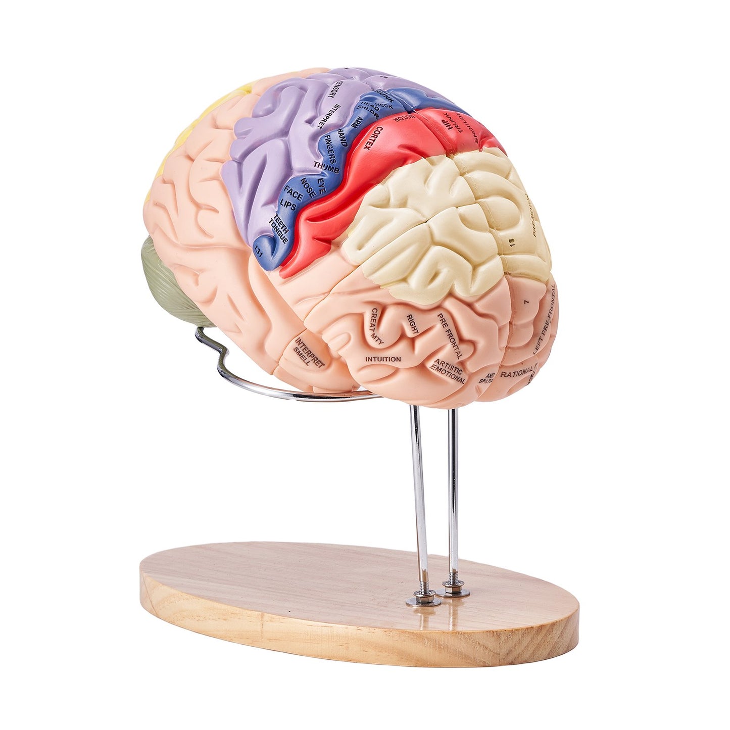Human Brain Model Anatomy, 2X Life Size 4-Piece Human Brain Anatomical Model with Labels and Display Base, Color Coded Detachable Brain Model for Science Research Teaching Learning Study Display