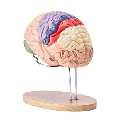 Human Brain Model Anatomy, 2X Life Size 4-Piece Human Brain Anatomical Model with Labels and Display Base, Color Coded Detachable Brain Model for Science Research Teaching Learning Study Display