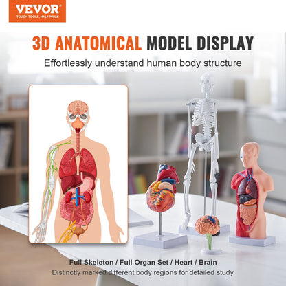 Human Anatomy Models Bundle Set, Brain, Human Torso Body, Heart, Skeleton Model Set of 4, Hands-on 3D Model Study Tools Teaching Models for Physiology Students or as an Educational Kit for Kids