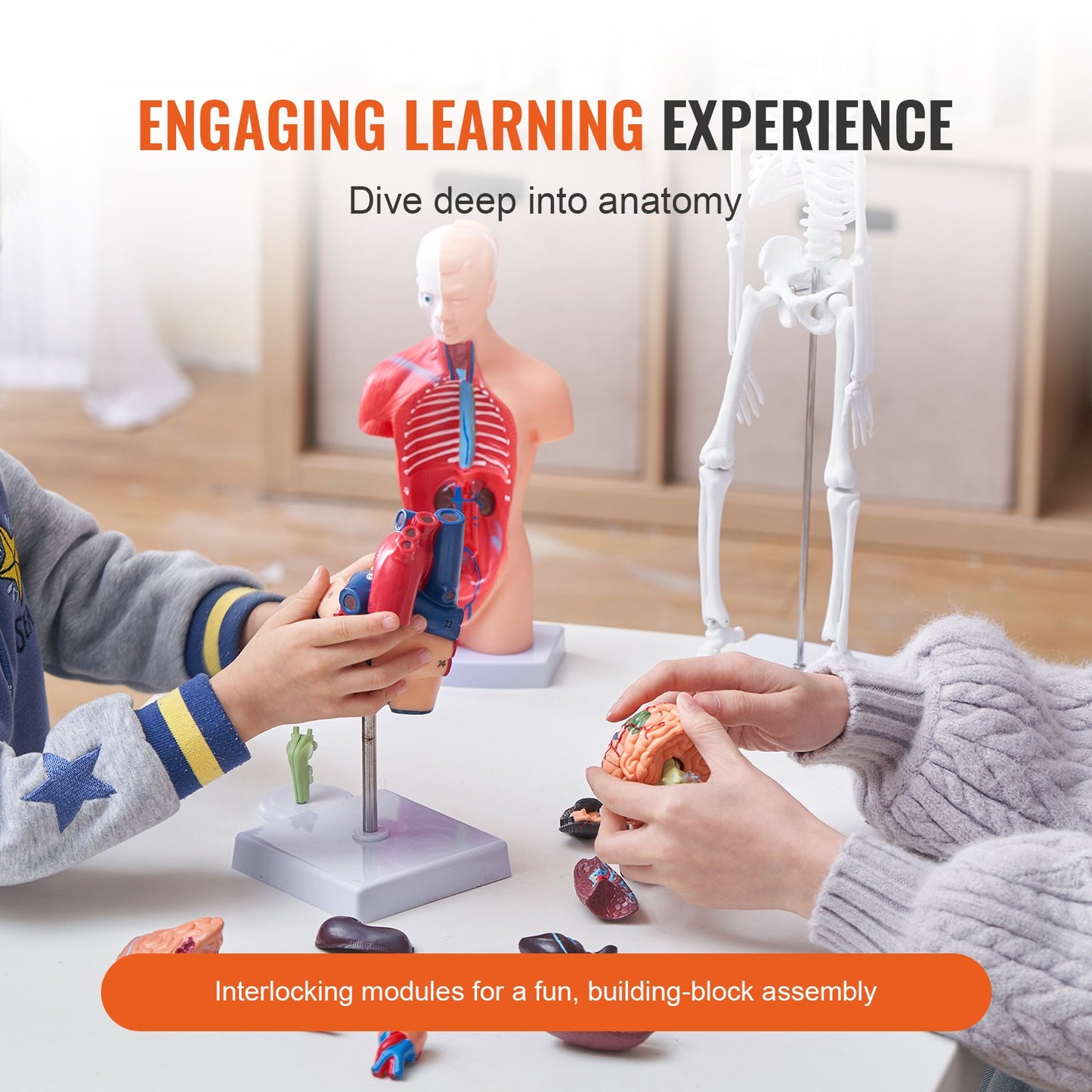 Human Anatomy Models Bundle Set, Brain, Human Torso Body, Heart, Skeleton Model Set of 4, Hands-on 3D Model Study Tools Teaching Models for Physiology Students or as an Educational Kit for Kids