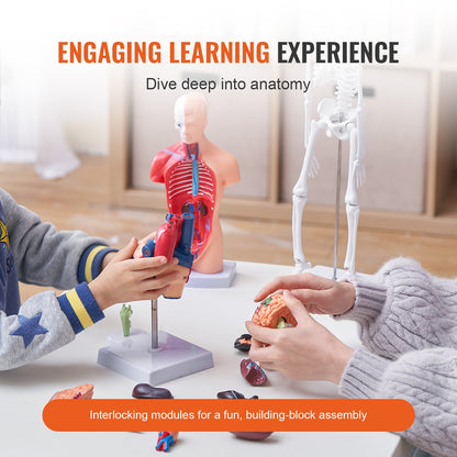 Human Anatomy Models Bundle Set, Brain, Human Torso Body, Heart, Skeleton Model Set of 4, Hands-on 3D Model Study Tools Teaching Models for Physiology Students or as an Educational Kit for Kids