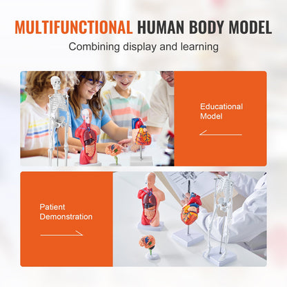 Human Anatomy Models Bundle Set, Brain, Human Torso Body, Heart, Skeleton Model Set of 4, Hands-on 3D Model Study Tools Teaching Models for Physiology Students or as an Educational Kit for Kids