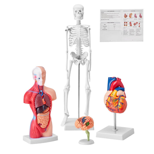 Human Anatomy Models Bundle Set, Brain, Human Torso Body, Heart, Skeleton Model Set of 4, Hands-on 3D Model Study Tools Teaching Models for Physiology Students or as an Educational Kit for Kids